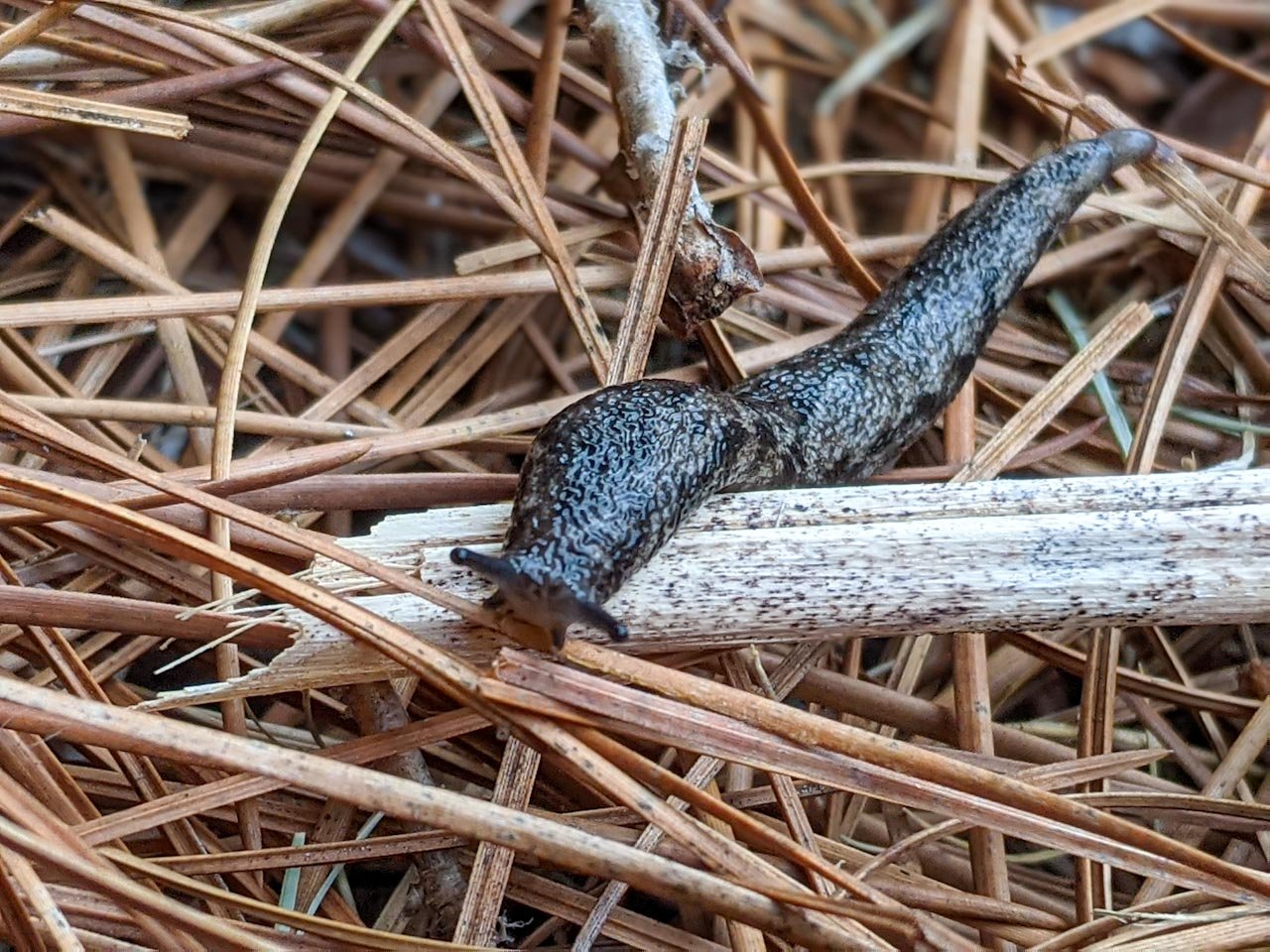 Snail close up by Michael Wright