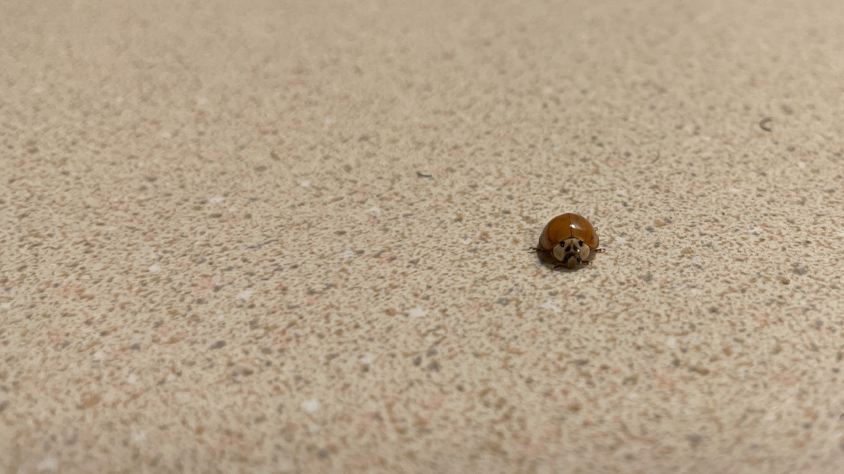Lady Bug Flying Excuses